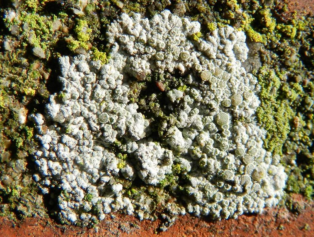 Lecanora sp. ? da identificare